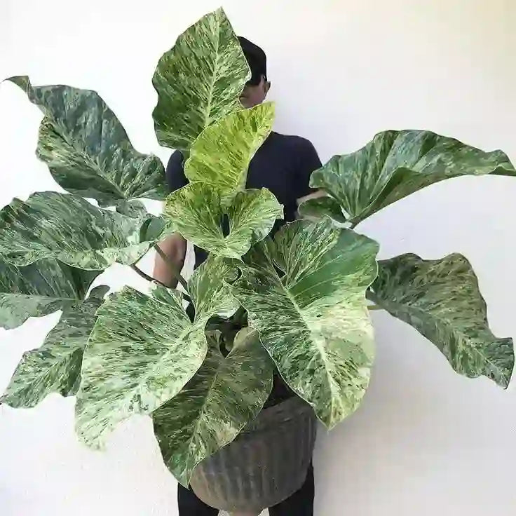 Philodendron Giganteum Blizzard Variegated