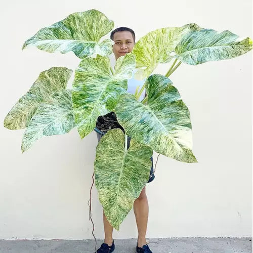 Philodendron Giganteum Blizzard Variegated
