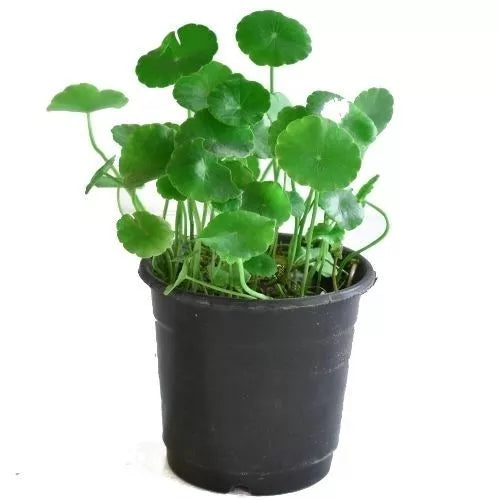 Pennywort, Copper Coin, Lucky Plant, Money Plant