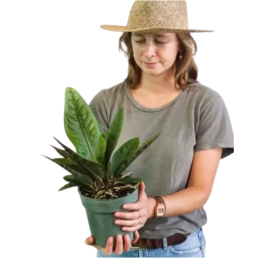 Anthurium Superbum x Jenmanii Cobra - Rare