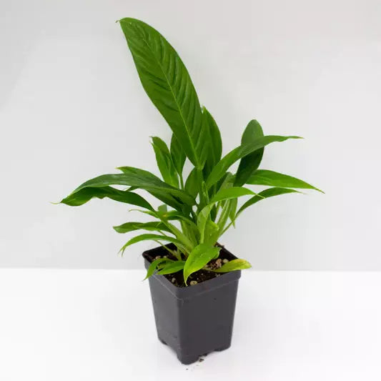 Philodendron Campii Lynette - Rare