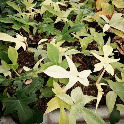 Philodendron Florida Ghost Mint - Rare