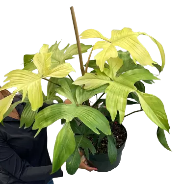 Philodendron Florida Ghost Mint - Rare