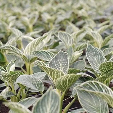 Philodendron "Birkin"