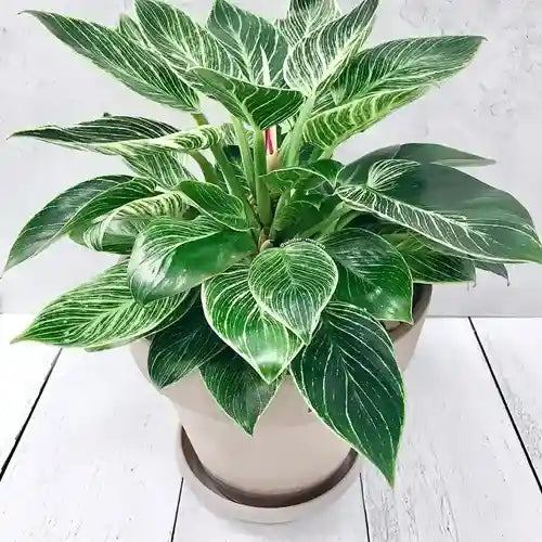 Philodendron "Birkin"