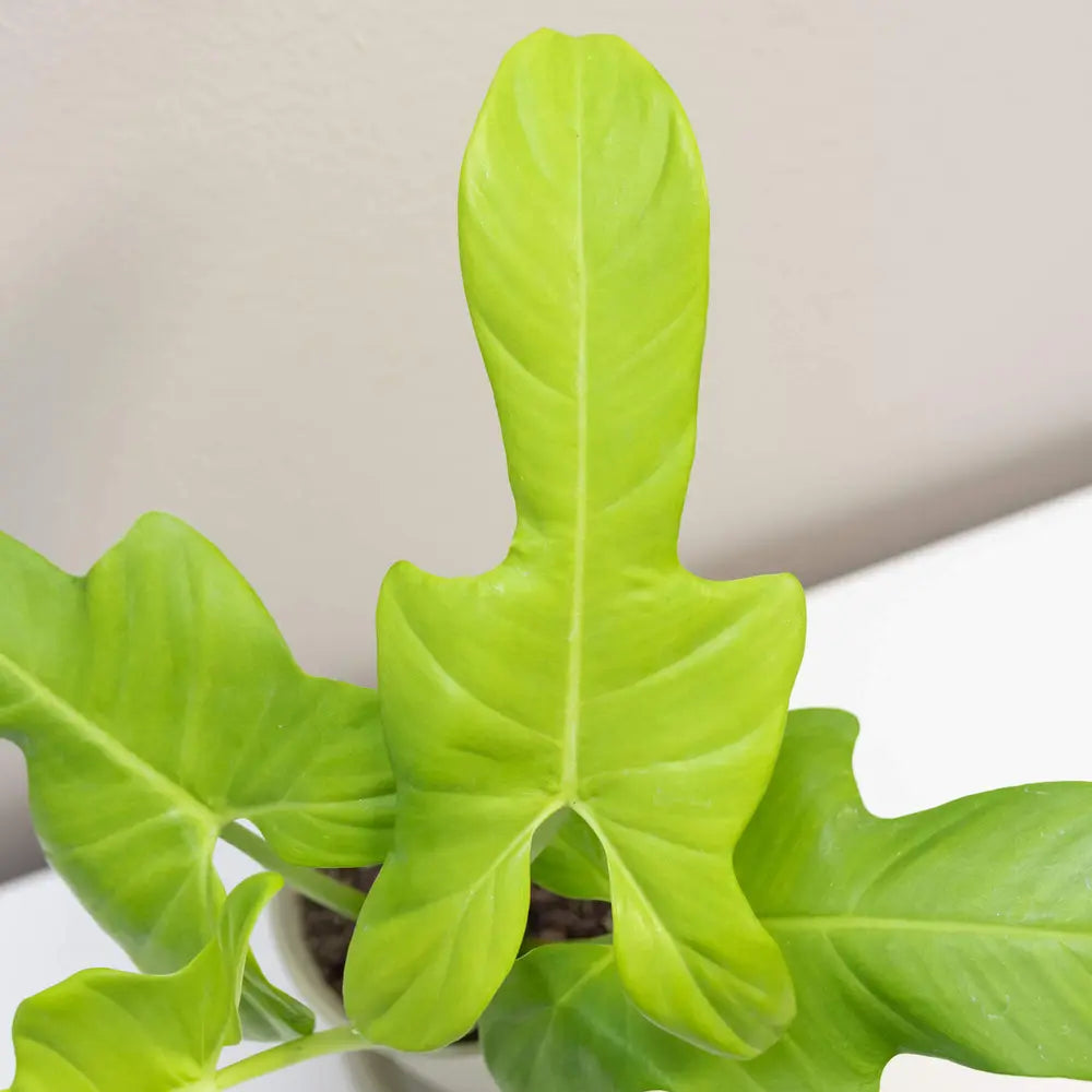 Philodendron Golden Violin, Bipennifolium Aurea- Rare