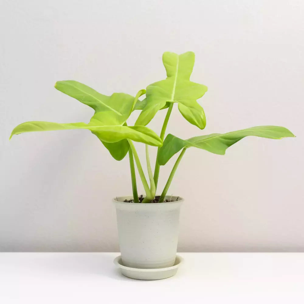 Philodendron Golden Violin, Bipennifolium Aurea- Rare
