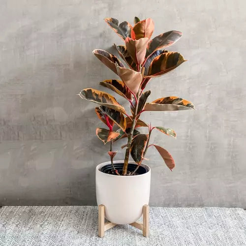 Rubber Plant Pink Variegated, Ficus Elastica 'Tineke'