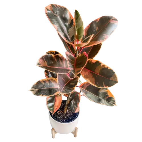 Rubber Plant Pink Variegated, Ficus Elastica 'Tineke'