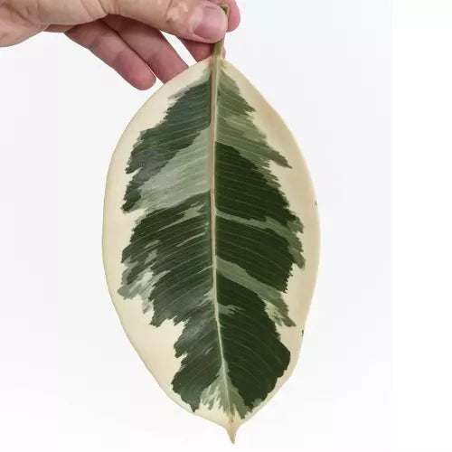 Ficus Elastica Tineke, Rubber Plant White Variegated