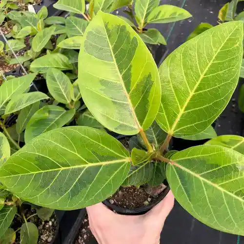 FICUS ALTISSIMA PLANT