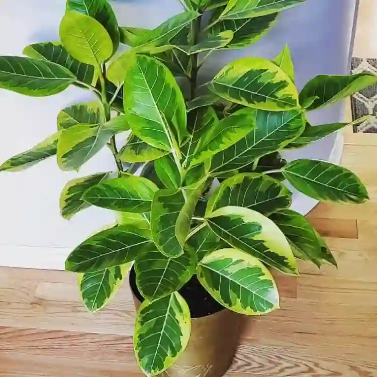 FICUS ALTISSIMA PLANT