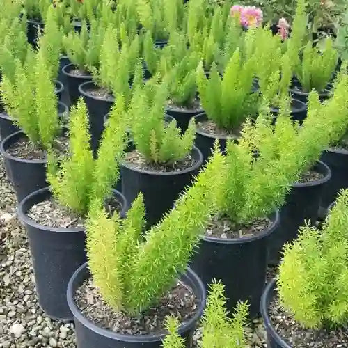 Foxtail Fern, Asparagus Meyeri, Sprenger's Asparagus - Jiffy Plants