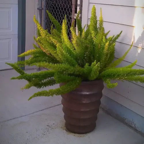Foxtail Fern, Asparagus Meyeri, Sprenger's Asparagus - Jiffy Plants