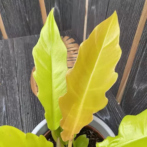 Philodendron Aurea Ring Of Fire, Golden Saw