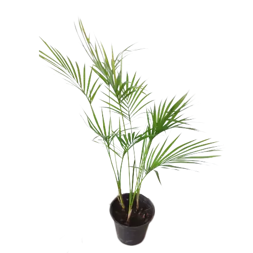 Sayagra Palm
