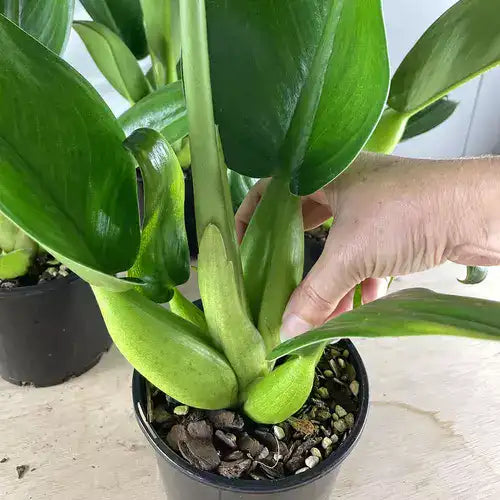 Philodendron Martianum Fatboy - Rare