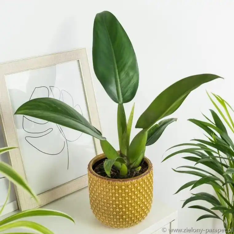 Philodendron Martianum Fatboy - Rare