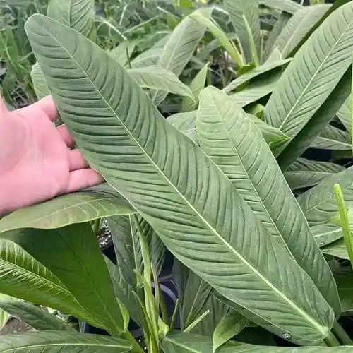Philodendron Campii Lynette - Rare
