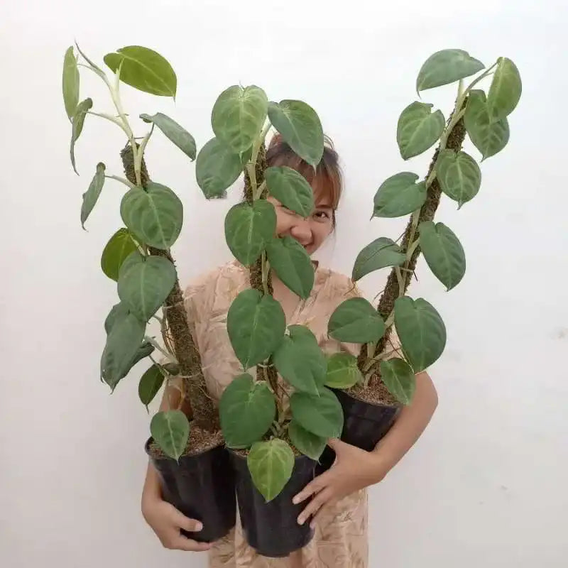 Syngonium Macrophyllum Frosted Heart - Rare