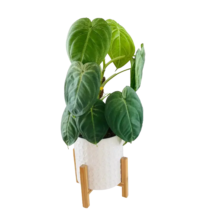 Syngonium Macrophyllum Frosted Heart - Rare