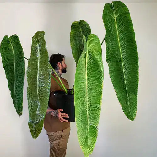 Anthurium Veitchii, King Anthurium - Rare