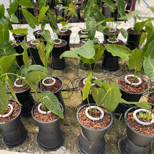 Anthurium Veitchii, King Anthurium - Rare