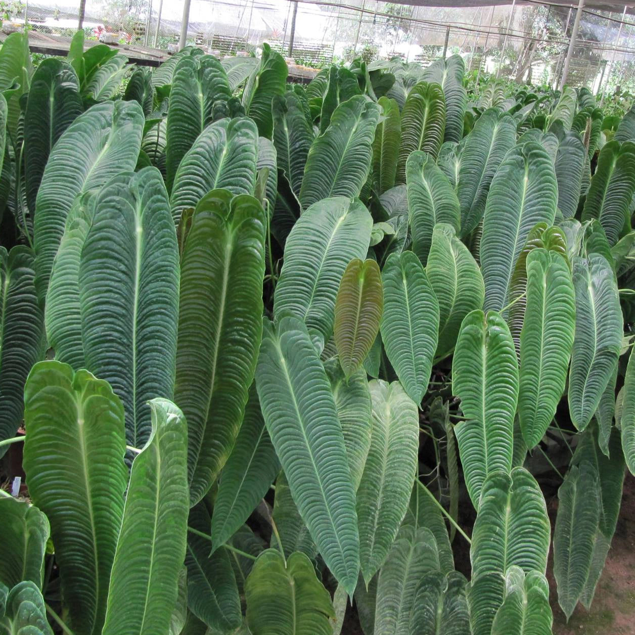 Anthurium Veitchii, King Anthurium - Rare