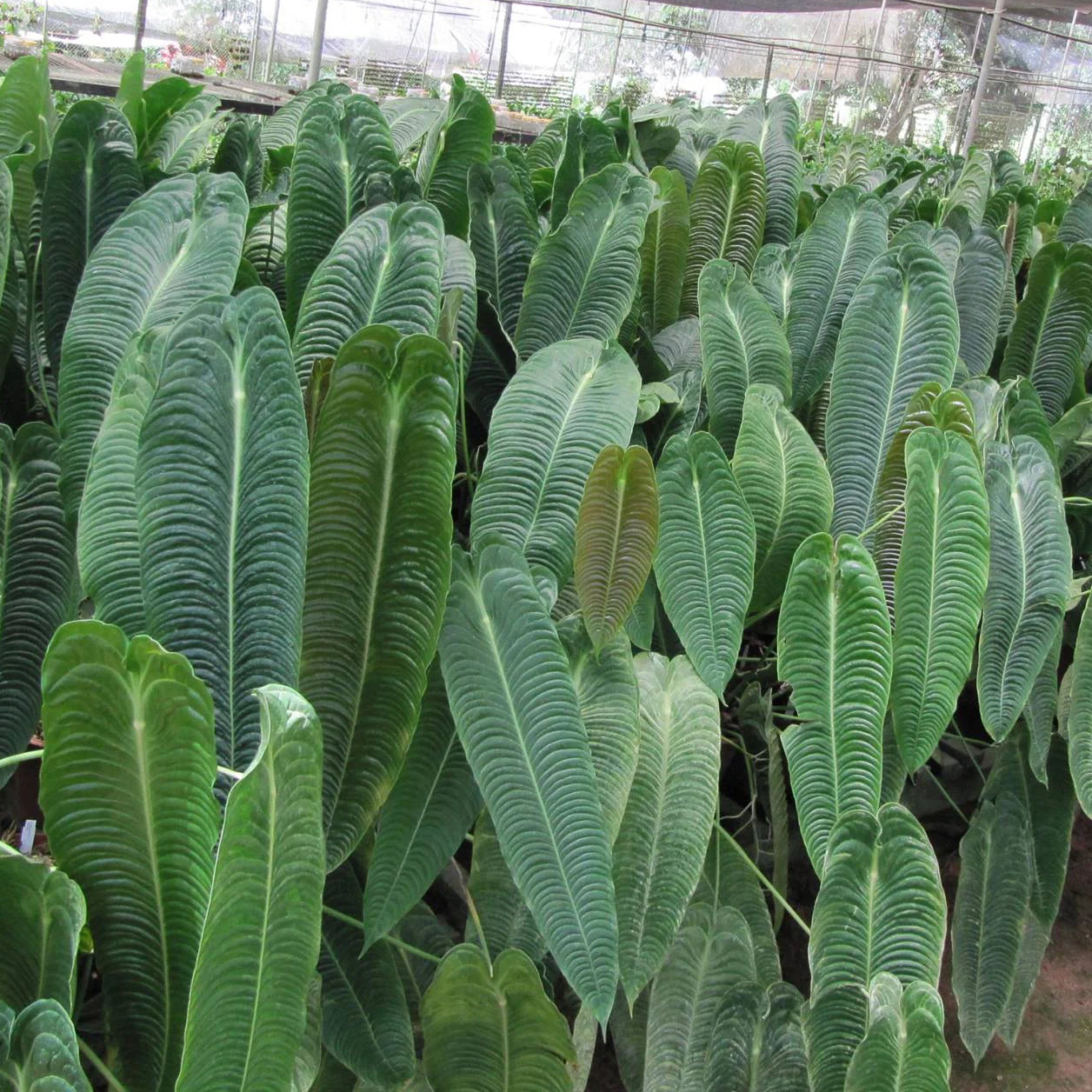 Lush Micholitz's Palm leaves close-up – Rare Dwarf Understory Palm variegated foliage – buy online India