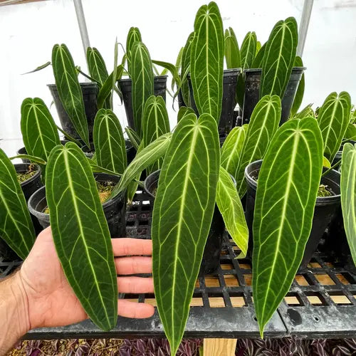 Anthurium Queen, Warocqueanum - Super Rare