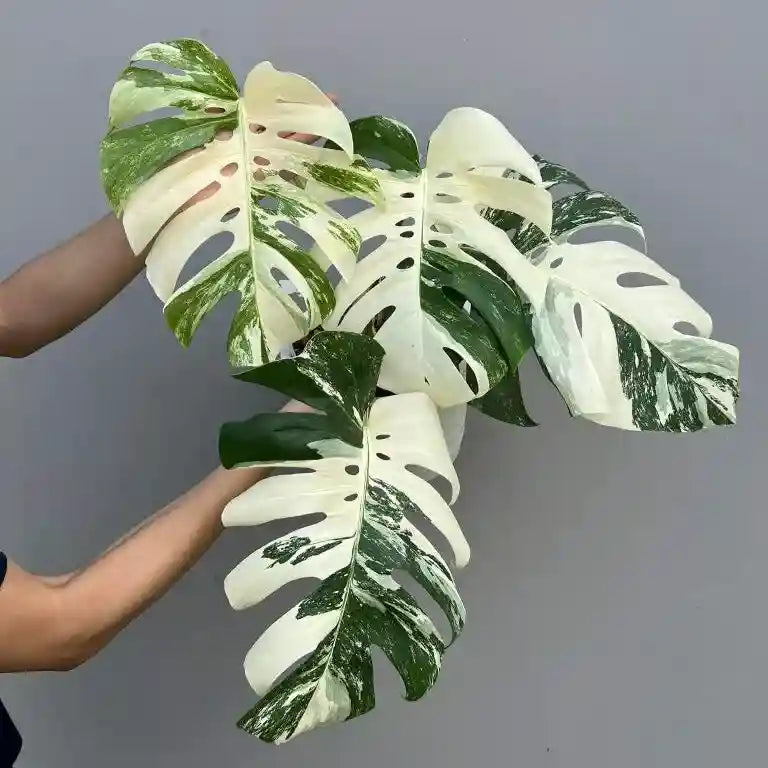 Monstera Albo - Affordable Price