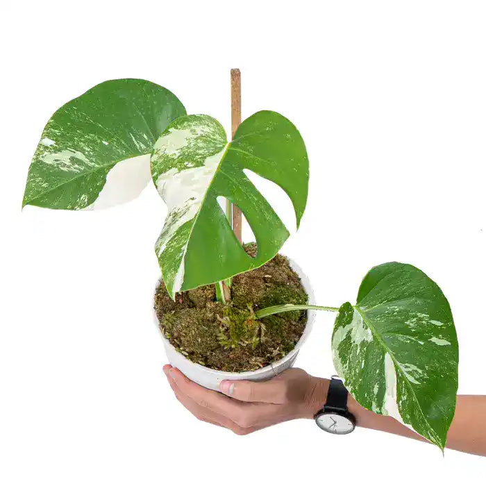 Monstera Albo - Affordable Price