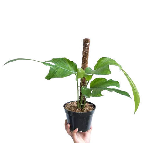 EPIPREMNUM SKELETON KEY - Rare Plant