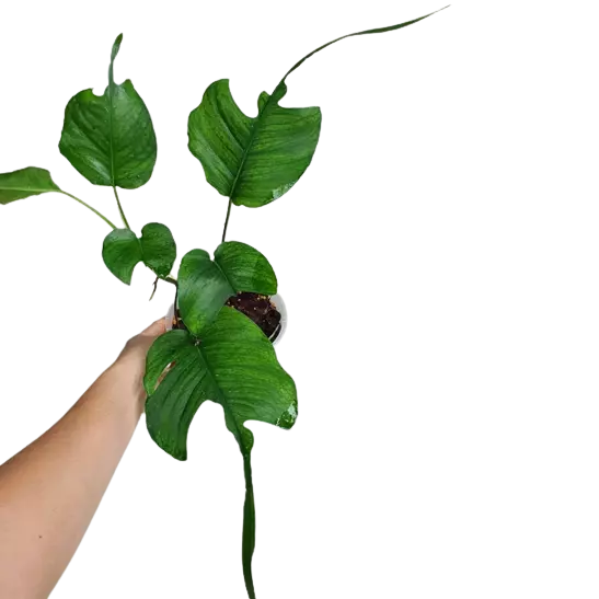 EPIPREMNUM SKELETON KEY - Rare Plant