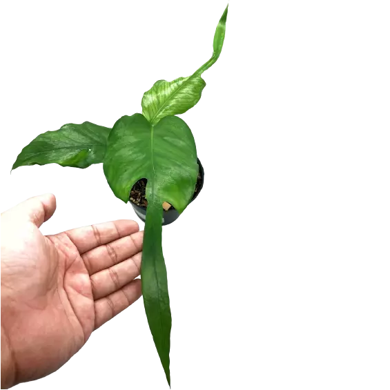 EPIPREMNUM SKELETON KEY - Rare Plant