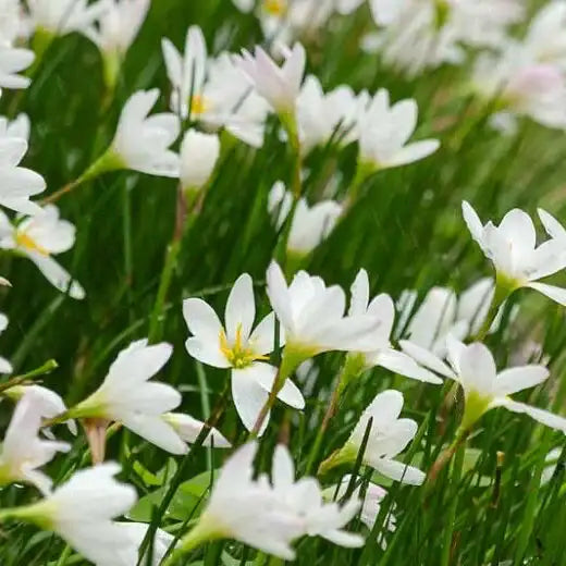 Rain Lily White/Pink Mixed (Zephyranthes Candida)