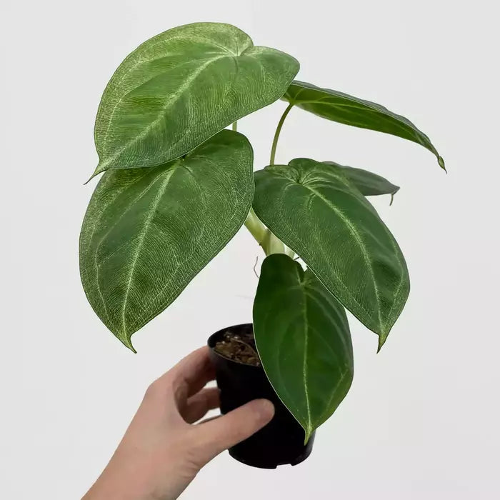 Syngonium Macrophyllum Frosted Heart - Rare