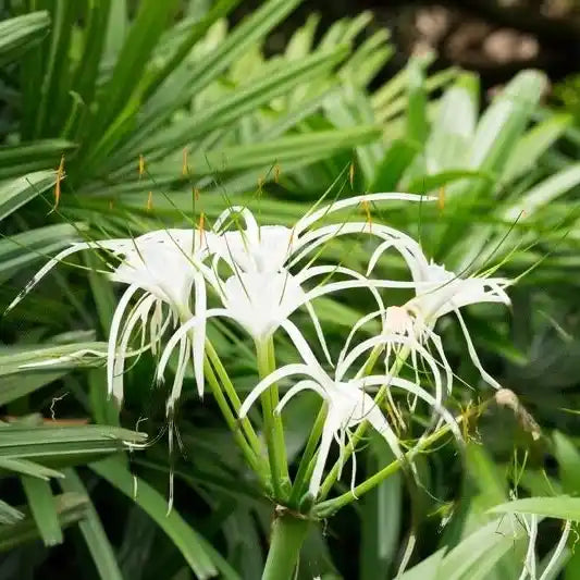 Spider Lily Plant - Bulb