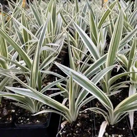 Dianella Silver Streak Plant
