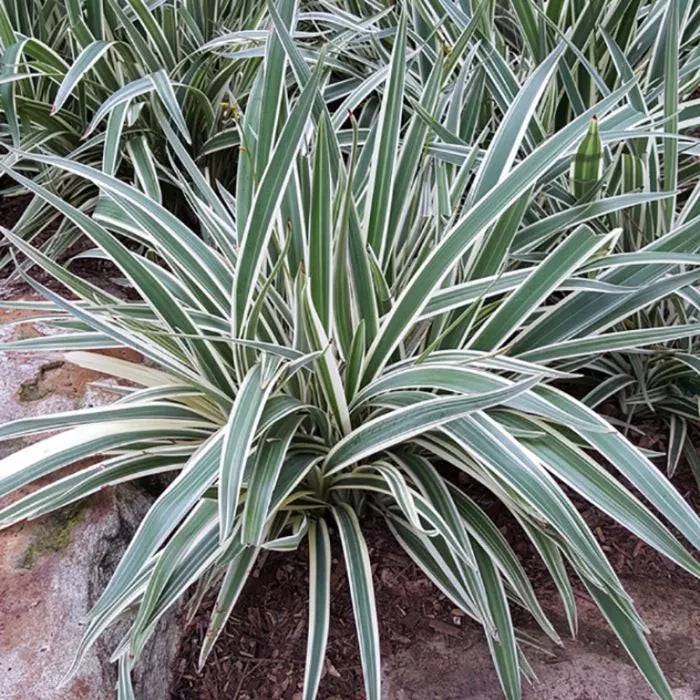 Dianella Silver Streak Plant