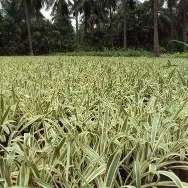 Spider Lily Variegated | Hymenocallis Caribaea Variegated- Bulb