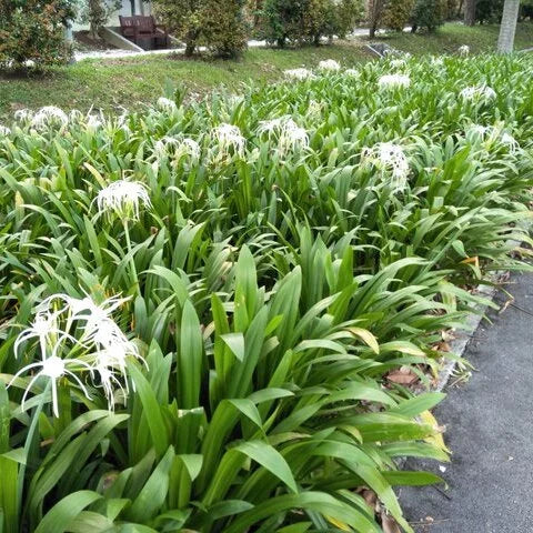 Spider Lily Plant - Bulb
