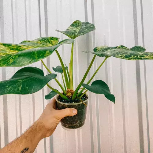 Philodendron Giganteum Variegated, Blizzard Rare - BIG