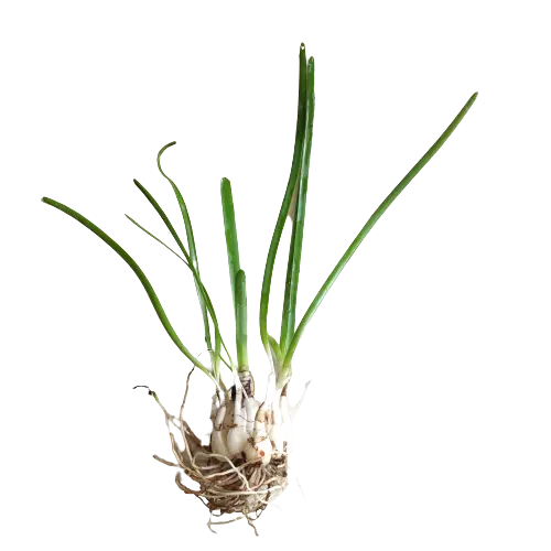 Rain Lily White/Pink Mixed (Zephyranthes Candida)