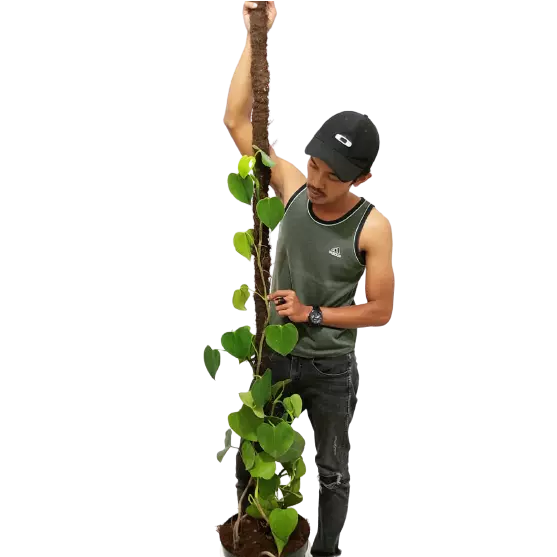 Philodendron Microstictum