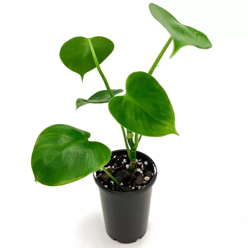 Philodendron Microstictum