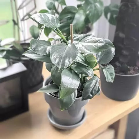 Philodendron Hastatum Silver Sword Plant