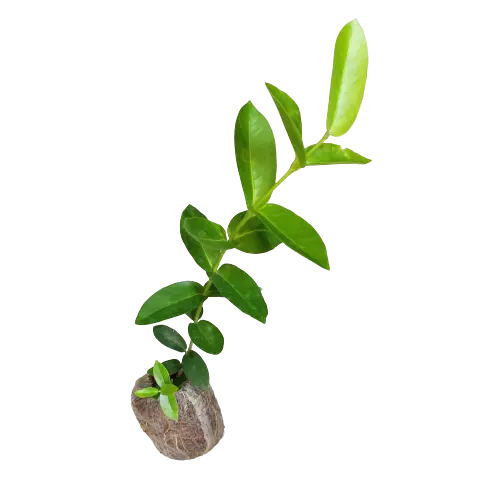 Hoya Densifolia - Yellow Flower