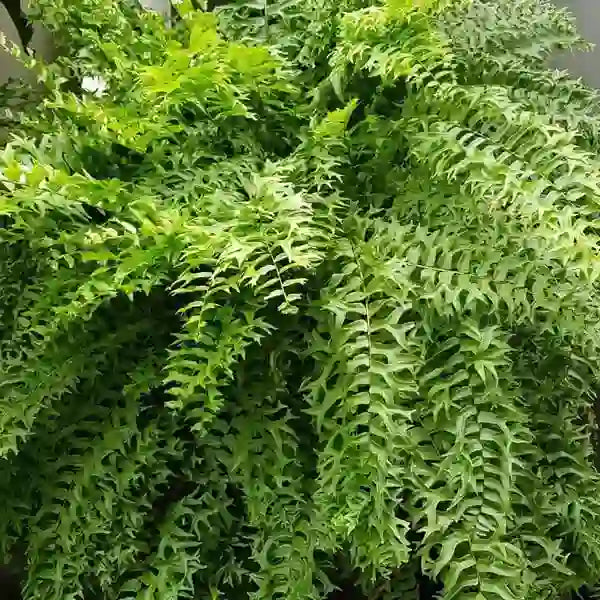 Fishtail Sword Fern, Nephrolepis Falcata Plant