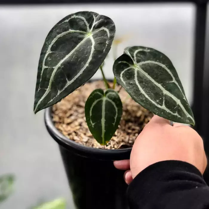 ANTHURIUM FORGETII - Rare